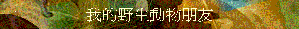 �ڪ����Ͱʪ��B��